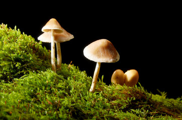 Mushrooms on green moss on a dark background.