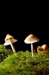 Mushrooms on green moss on a dark background.
