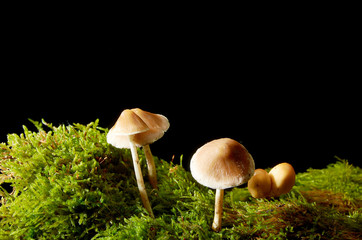 Mushrooms on green moss on a dark background.