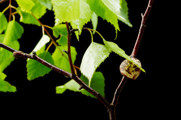 Disease on a young birch branch on a black background