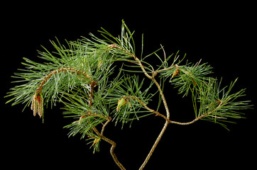 Pine branch on a dark background