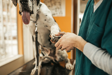 The Great Dane at veterinary.