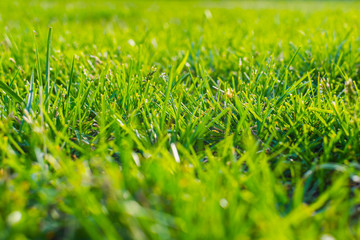 grass close-up. shallow depth of field.