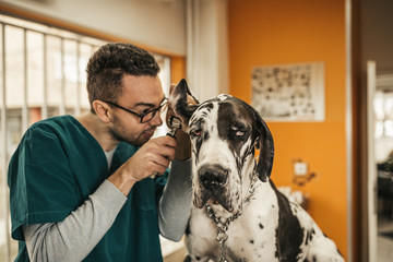 The Great Dane at veterinary.