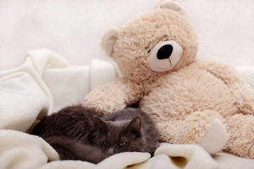 Beautiful gray fluffy cat sleeping on the couch.