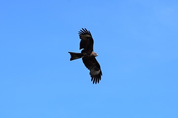 Master of the sky...