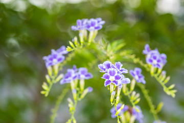 Obraz premium colorfol purple Golden Dewdrop flower close up