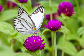 Multi-colored butterflies with deep purple amaranth flowers