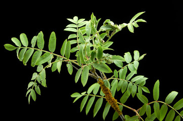 Green tree branch black isolate