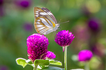 Multi-colored butterflies with deep purple amaranth flowers