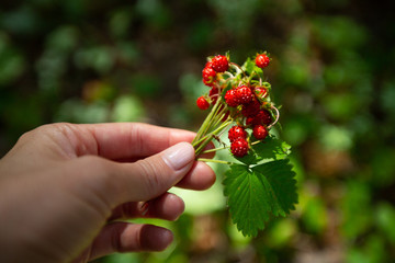 Woman holds the bunch of ripe wild strawberry on the natural background