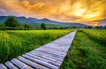 Bamboo bridge in the rice field at sunset on mountain range background..
