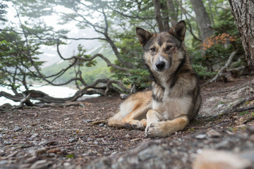 Portrait of the abandoned dog with cut cheek in the wet forest
