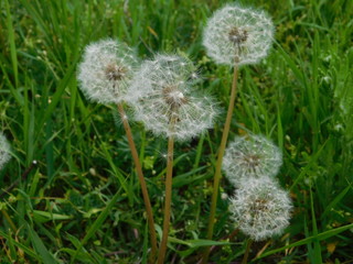 dandelions with seeds grow in summer