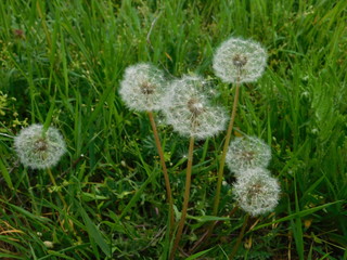 dandelions with seeds grow in summer