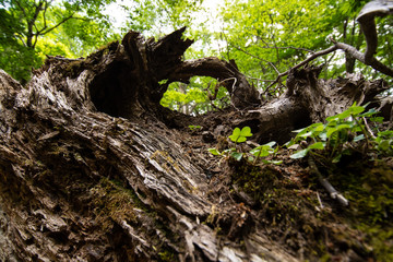 木の根のトンネル