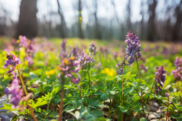 Obraz premium Spring flowers