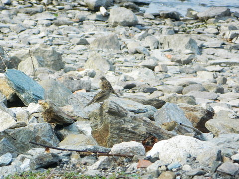 Passerotti in riva
