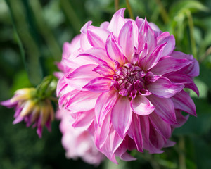 Flower of pink dahlia close-up