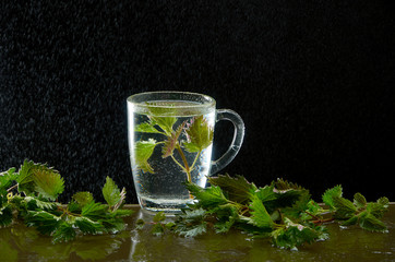 Tea teapot from medicinal nettle with nettle leaves and water dust