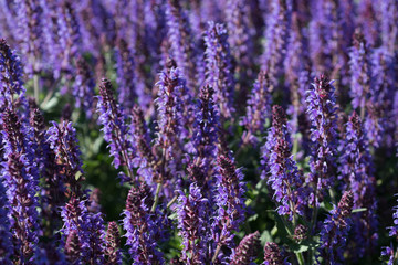 Fototapeta na wymiar Background of blooming purple sage flowers