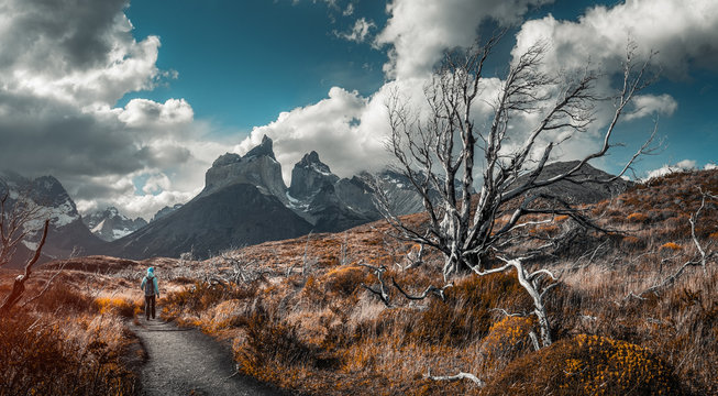 Woman hiker walks on the trail among the burnt and dry trees with snow capped mountains on the background. Torred del Paine National Park, Chilean Patagonia.