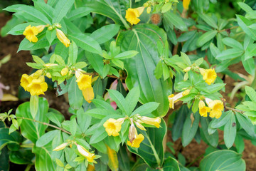 ヒメアリアケカズラ