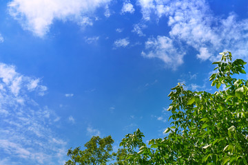 Tree with green leaves against a blue sky with white clouds