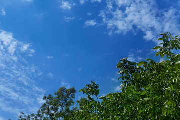 Obraz premium Tree with green leaves against a blue sky with white clouds