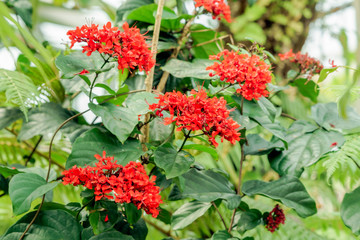 ロスマニア・ロンギフロラ