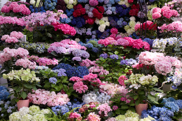 栃木市　とちぎ花センター　アジサイ（新品種）