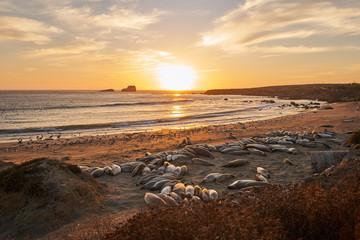 Sunset Elephant Seal Beach San Simeon Highway 1