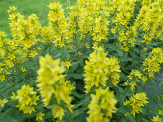 Yellow flowers