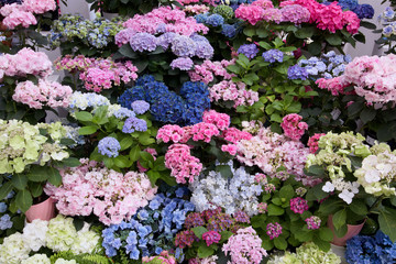 栃木市　とちぎ花センター　アジサイ（新品種）