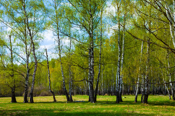 Fototapeta na wymiar Birch grove. Forest on a sunny day.