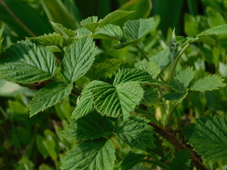  green leaves of raspberry bush growing in spring