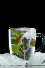 Cup of medicinal nettle tea with nettle and ice leaves on black background