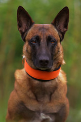 The portrait of a serious female Belgian Shepherd dog Malinois posing outdoors wearing an orange soft collar