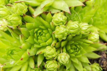 Group of green succulent plants