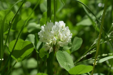 Clover flower close-up