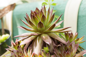 Succulent plant closeup.