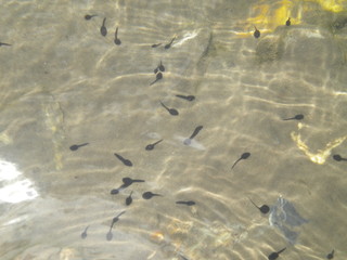 fish in the water