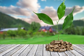 Growing plant tree  on background