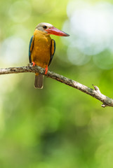 Stork-billed Kingfisher perched on dry branches