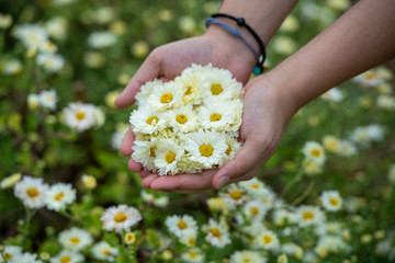 The flower garden, a girl holding bouquet of Chrysanthemum flowers.