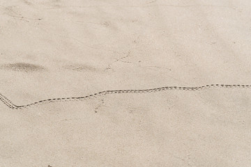 Mysterious pattern on the sea sand. Natural drawings. Nature draws. Signs of nature.