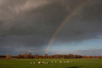 Dutch landscape with meadows, sheep and rainbow