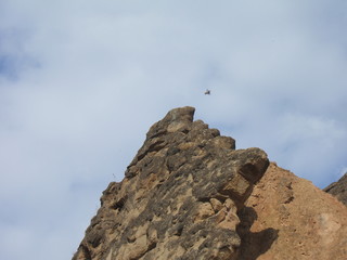 ave en vuelo sobre roca