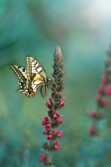 Butterfly on a colored background in the garden.