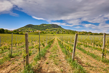 Fototapeta na wymiar Hungarian viticulture landscape, mountain Saint George